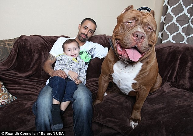 這是神獸吧？全世界最大的比特鬥牛犬