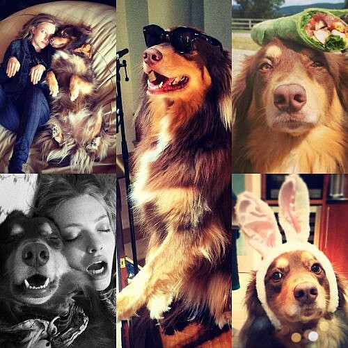 10理由！讓你不得不愛亞曼達塞佛瑞的萌犬Finn