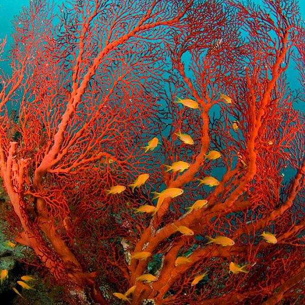 守護環境的承諾 TIFFANY &amp; CO. 發布最新永續發展報告