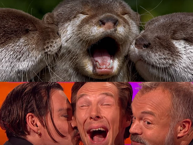 福爾摩斯豁出去啦!班奈狄克康柏拜區挑戰海獺賣萌5連拍