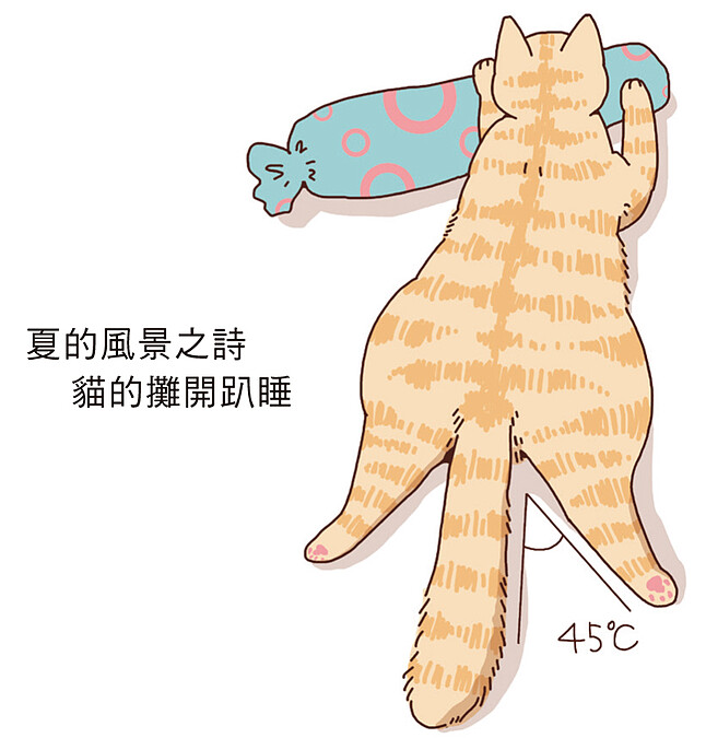 貓奴請享用！各式貓屁屁大全～