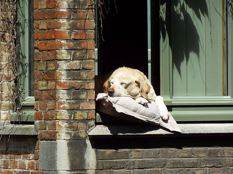 再見，Fidel！布魯日最迷人的風景～明星運河犬與世長辭！
