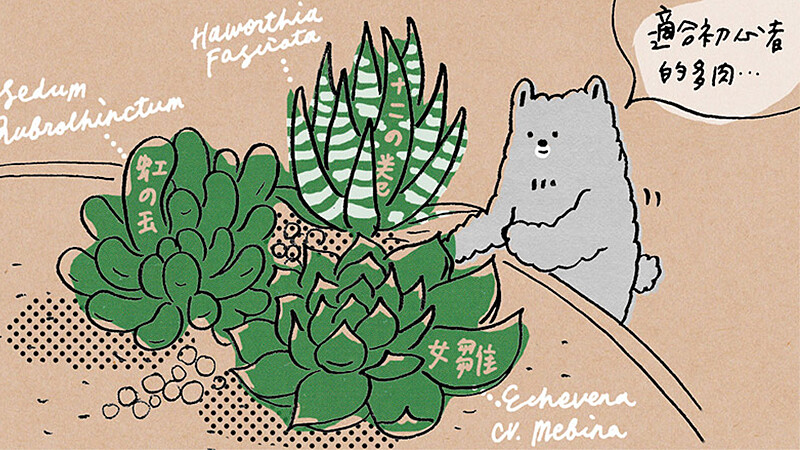 開始多肉Life!-適合初心者的多肉品種