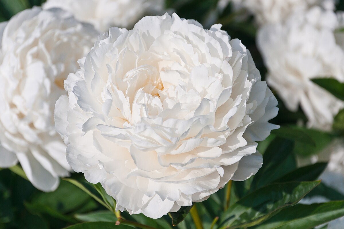 真假?貴婦不做醫美了!都靠頂級白牡丹精華,養出鑽白肌