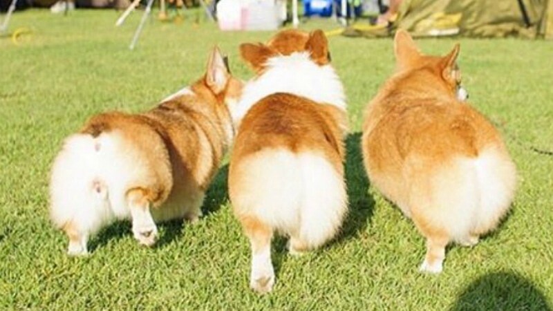 我的屁屁更萌哦!柯基屁股Instagram帳號超療癒