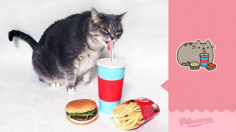 給你滿分！傲嬌喵星人，完美模仿貼圖畫面