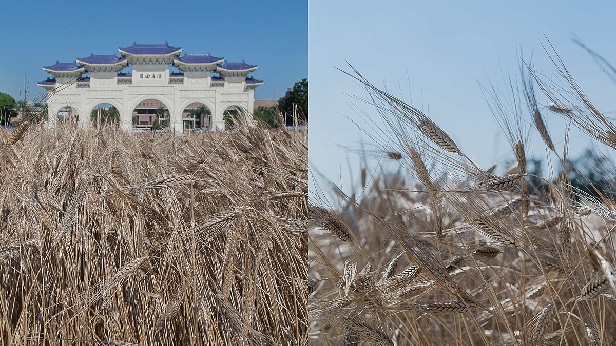 4個月、30萬… Chanel「麥田芳登 Bles Vendome」裝置藝術台北場解密！