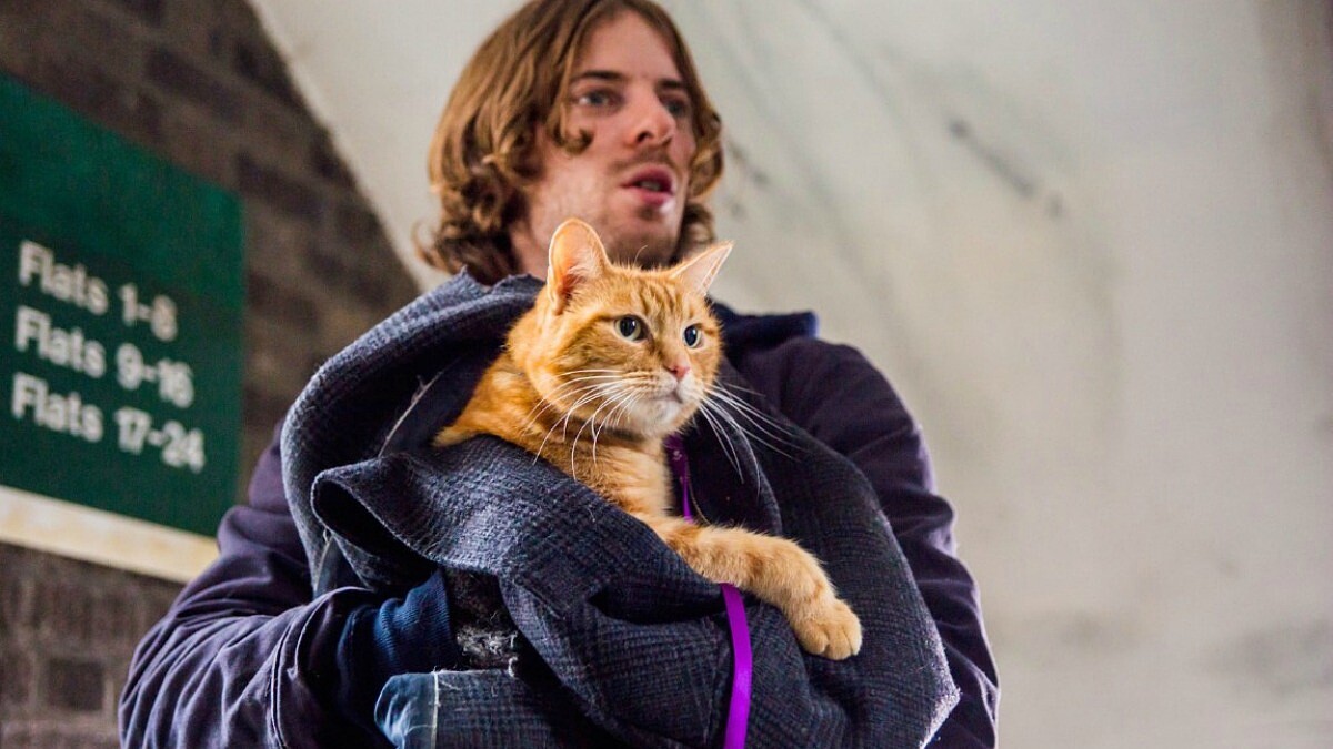 集結12位影帝影后作品！超萌街貓Bob成2016金馬影展亮點