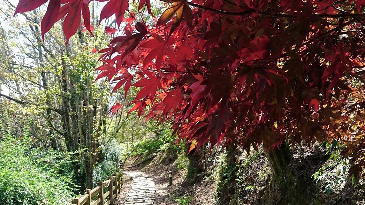 秋季楓葉飄飄美！北、中、南5個賞楓秘境去過沒