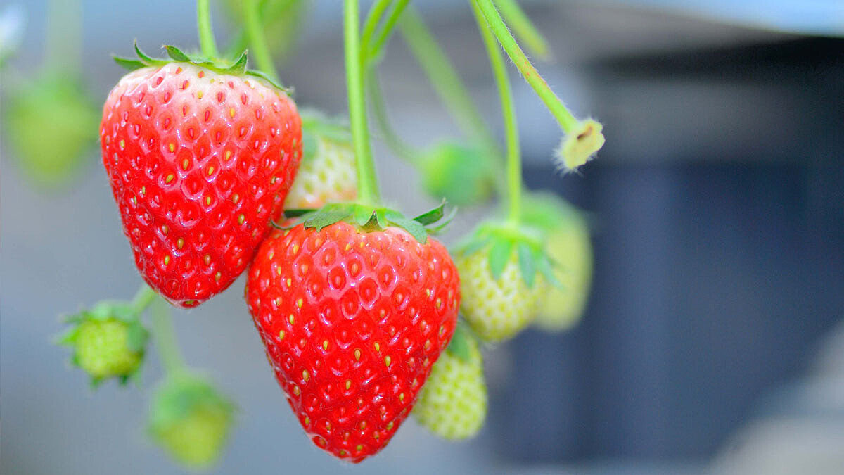 來一趟宮城縣南美食之旅 盡情享受味蕾的極致體驗