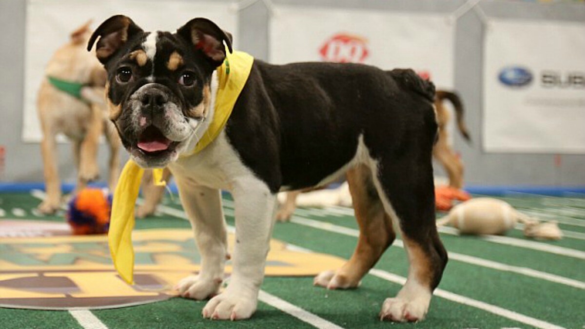 除了可愛，也幫牠們找一個溫暖的家！2017狗狗超級盃Q萌登場