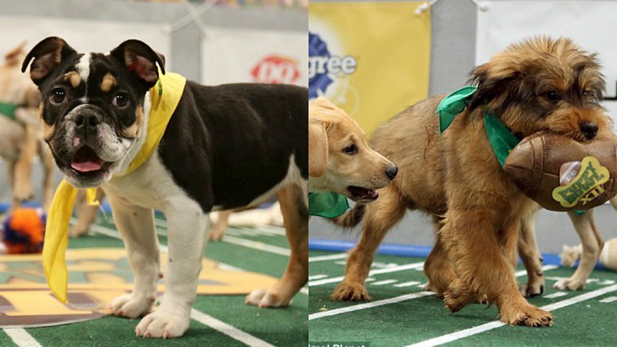 除了可愛，也幫牠們找一個溫暖的家！2017狗狗超級盃Q萌登場