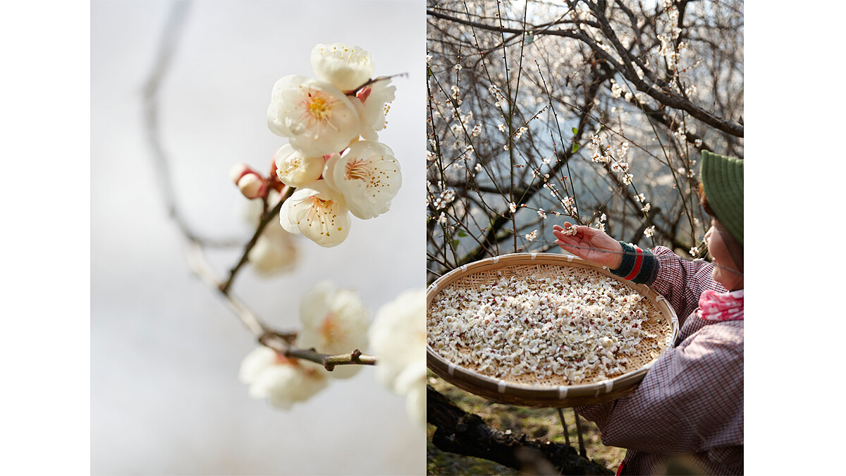 不健康，肌膚就無法真正白皙！香奈兒用珍稀日本梅花給妳健康光采