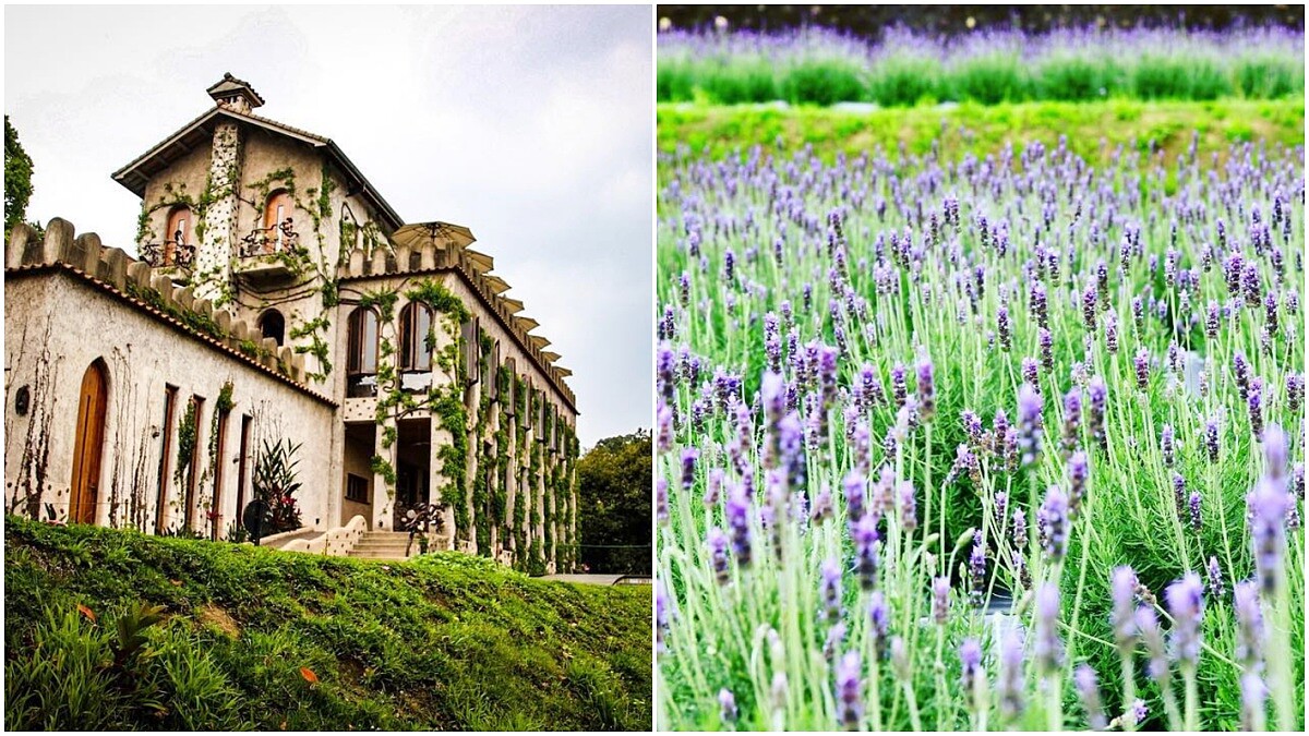 來趟文青小旅行！苗栗隱藏版浪漫薰衣草花海、神秘天空之城趕快來朝聖