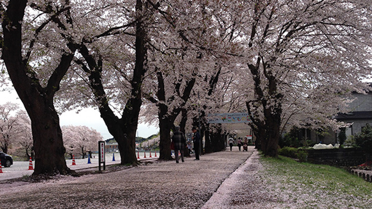 在地人才知道的賞櫻好去處：橫濱「孩子王國」家庭旅遊日本賞櫻就來這！