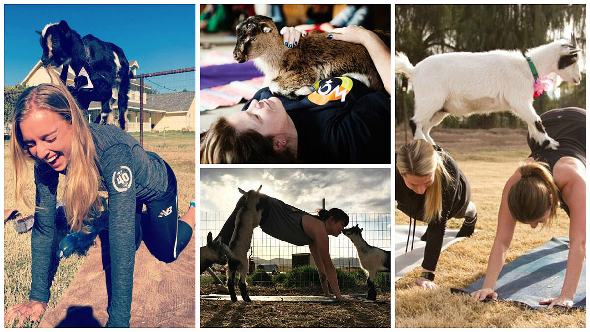 小小羊兒讓妳在瑜珈課程中從身心靈徹底解放！超療癒Goat Yoga羊兒瑜珈，動作練起來可愛可愛的！