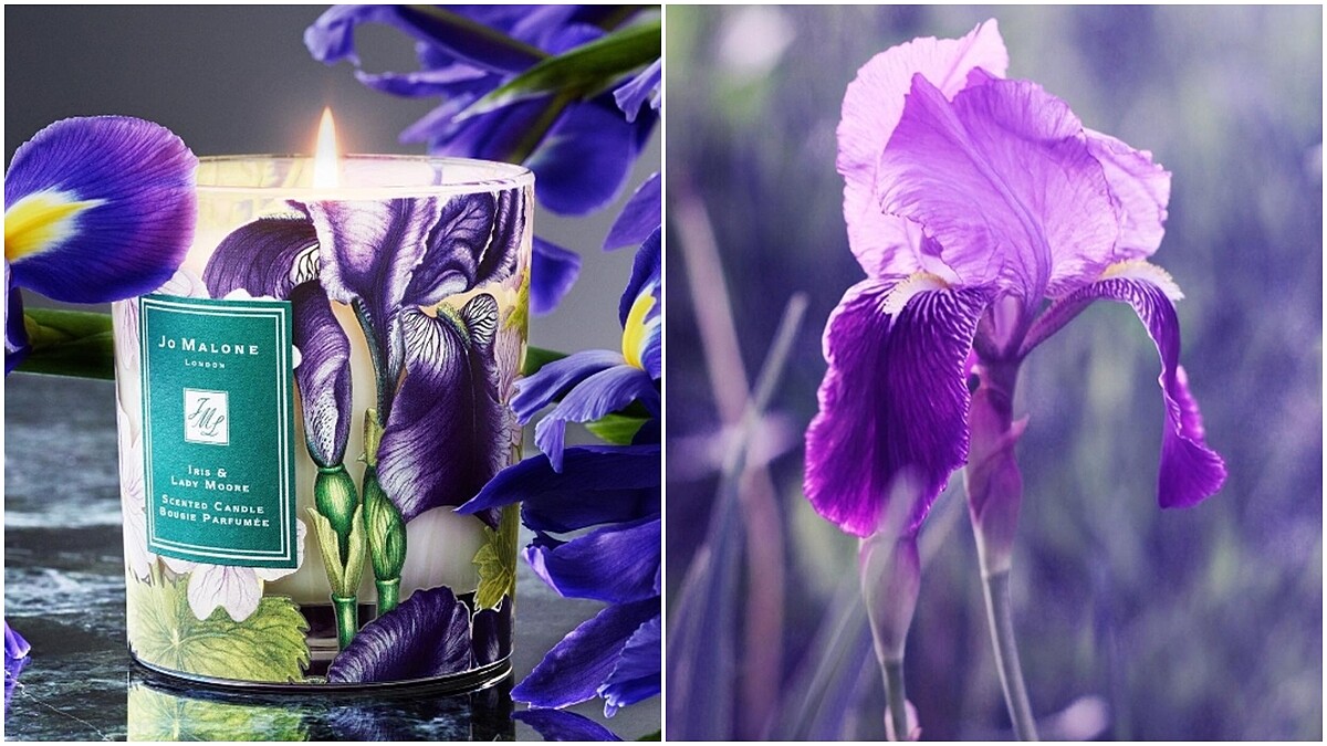 擁有彩繪瓶身的Jo Malone London 2017年度慈善蠟燭,有這麼美的紫色鳶尾花我也想買來做公益