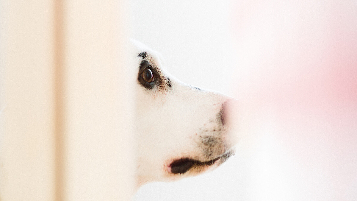 狗狗控請進！日本攝影師為你獻上最療癒的汪星人日常