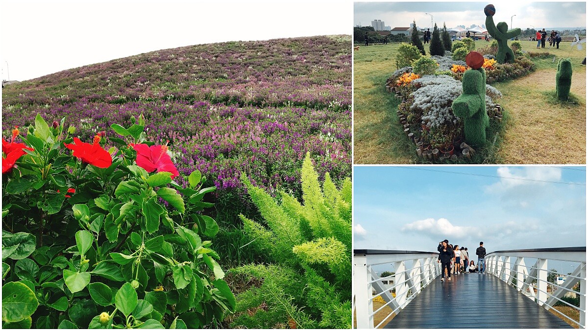 台北朝聖景點再加一！去了兒童樂園順道來「關渡花海」拍第二期的高雅天使花