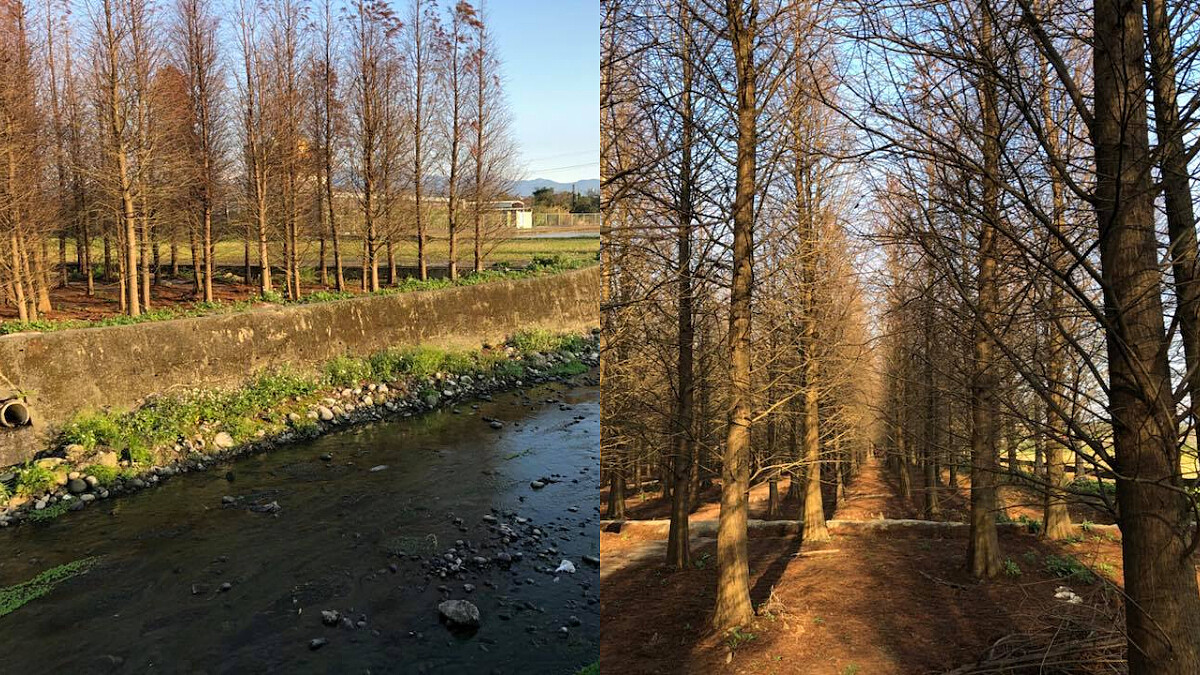 北部的朋友看過來！休假散策就到「八德落羽松森林」，手機滿滿美照讓你帶回家～