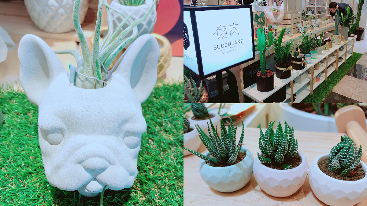 就像小動物一樣療癒舒壓！超可愛肥胖系、多刺系有肉植物...「有肉 Succulent &amp;amp; Gift」首間快閃店進駐新光A11