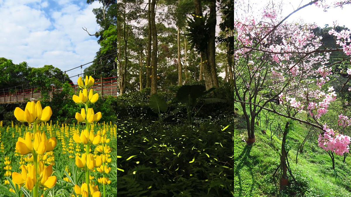初春好季節！不要懷疑你的眼睛，一閃一閃亮晶晶，快來新店「文山農場」讓感受被螢火蟲包圍的浪漫氣息