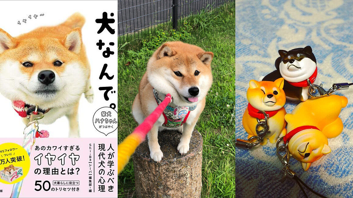 因為「不想回家」而出了扭蛋還有寫真書！日本超人氣爆萌「拒否犬」HANA實在是太可愛了~