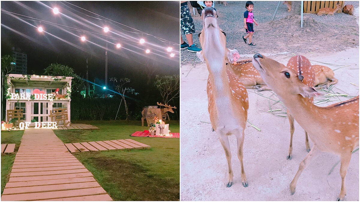 希望尋找共存的機會而不是獵殺！由3個年輕人打造的「鹿境梅花鹿生態園區」能近距離餵食與梅花鹿互動