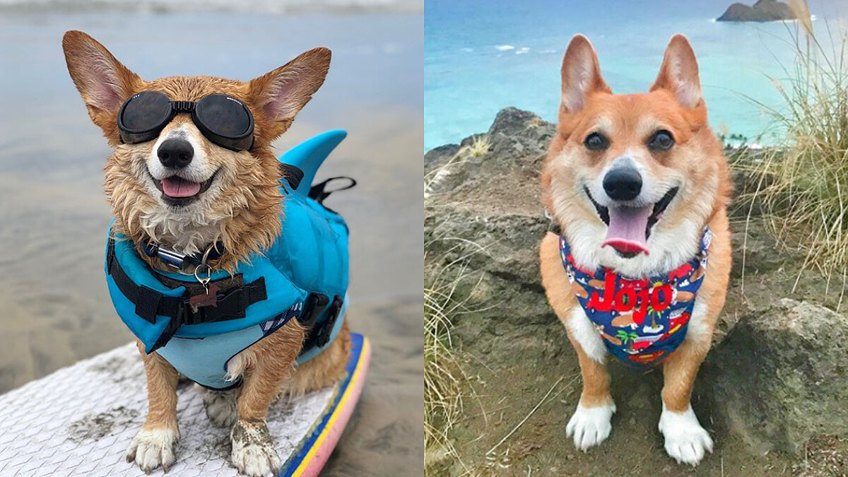 不只會衝浪還會滑雪!寵物網紅「Super柯基 JO JO」根本太可愛,秒被圈粉了阿!