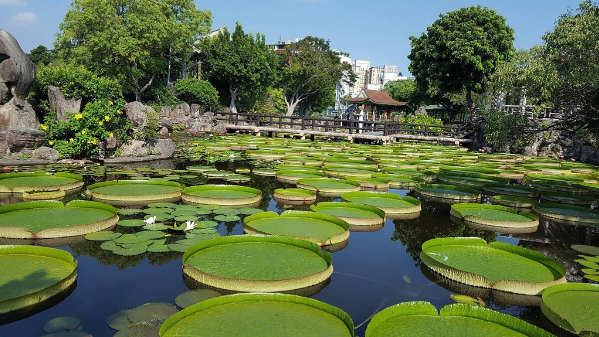 快揪閨蜜男友來拍!台北雙溪公園「大王蓮」不但外型震撼,還可以參加限定乘坐體驗活動~