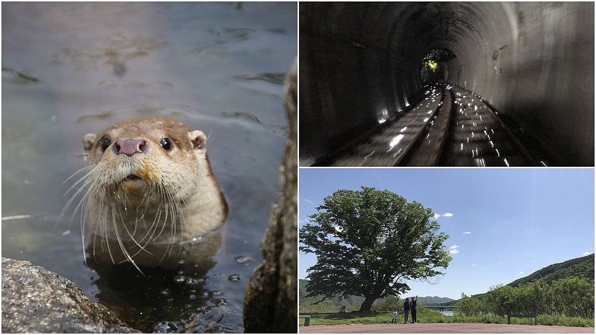 冬季去江原道絕不能錯過華川釣冰魚！還有水獺研究中心、居禮里樹木公園400年愛情樹、鐵道腳踏車等景點