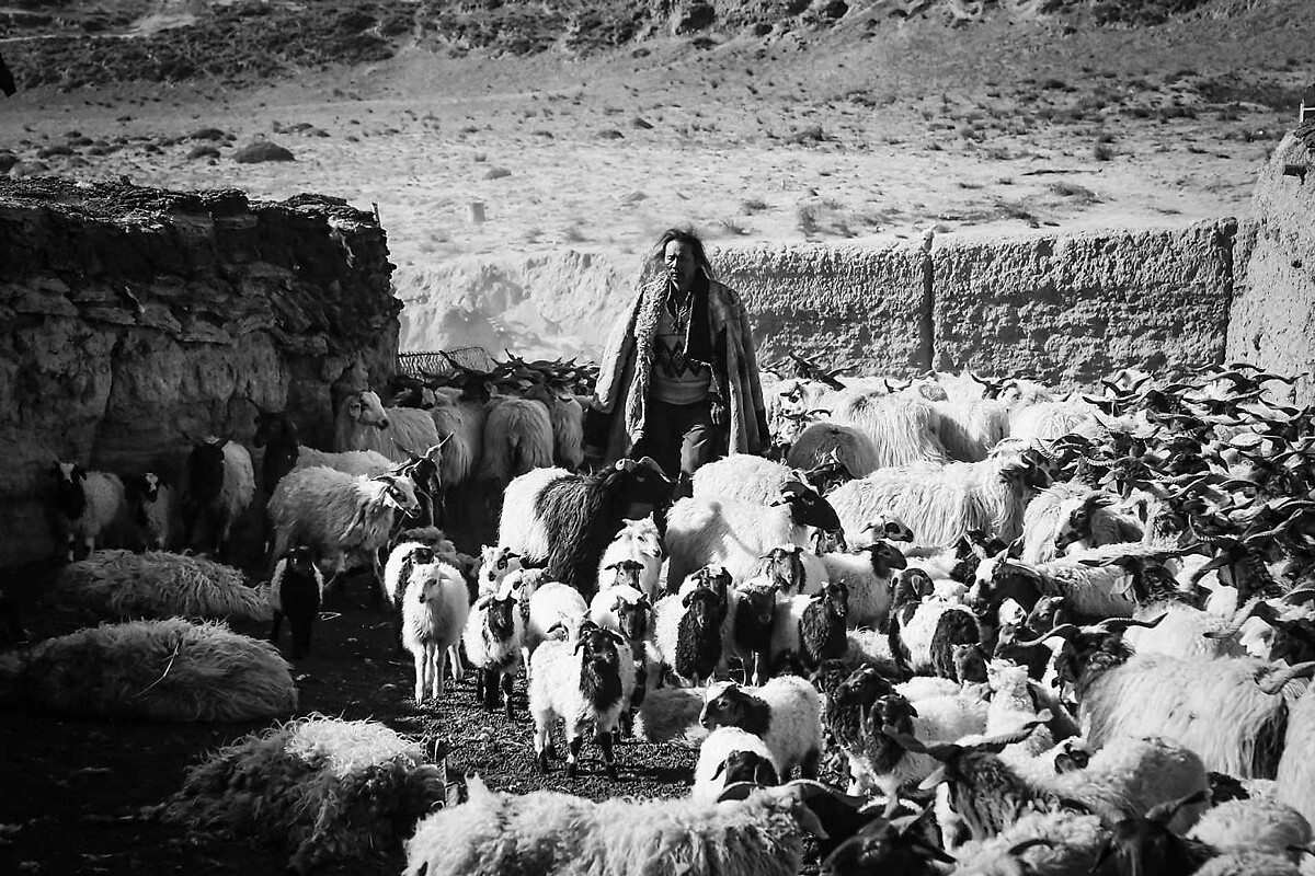 萬瑪才旦《塔洛》