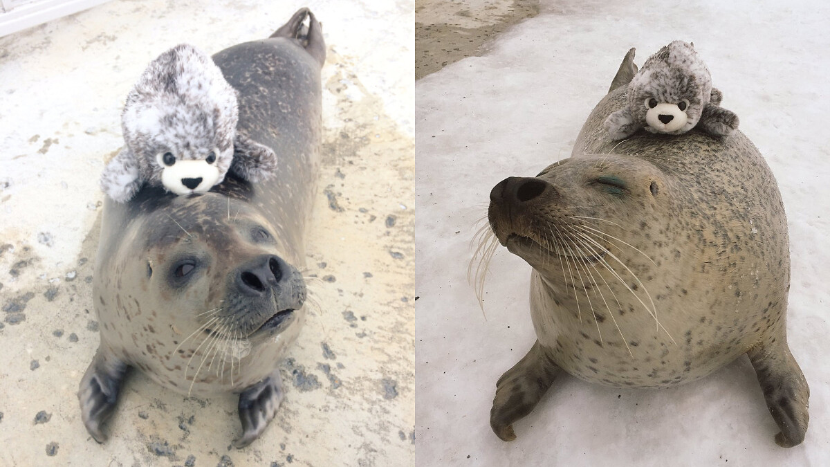 冬天來玩雪,當然也不能錯過超可愛的動物們,北海道「紋別市海洋公園」這隻小海豹萌翻了~