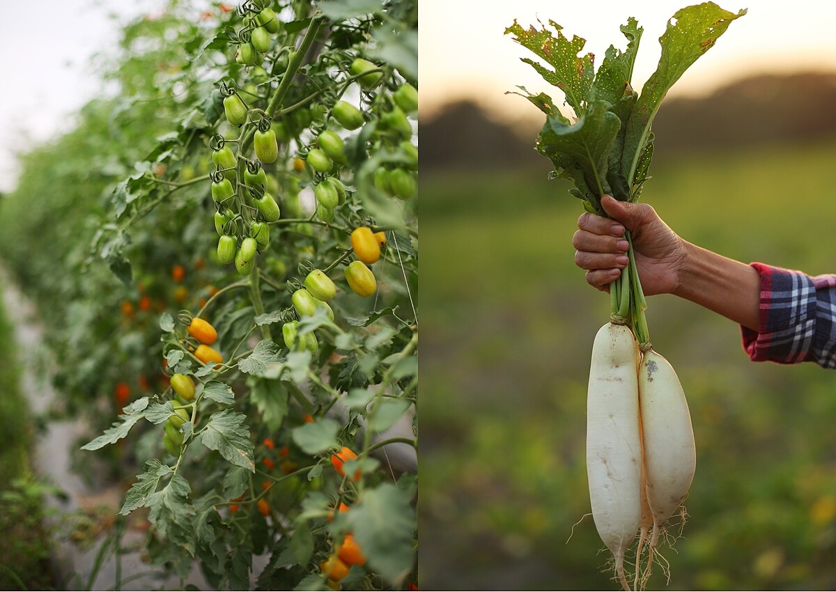 左：頭好壯壯的「澄蜜香」番茄正值產季，超好吃；右：頂頂大名的美濃「白玉蘿蔔」，不是白玉苦瓜喔