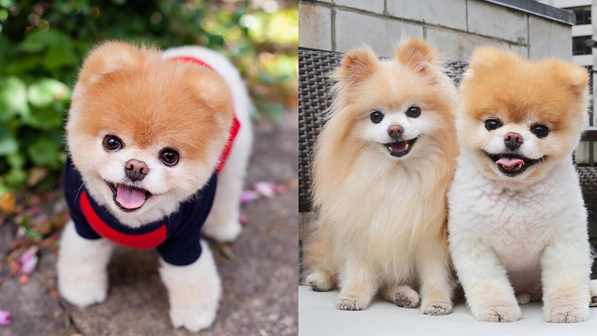 帶給人們13年的快樂與溫暖！全球最萌狗明星Boo離世…