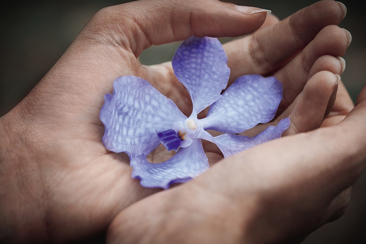 嬌蘭多年來復育的珍稀蘭花