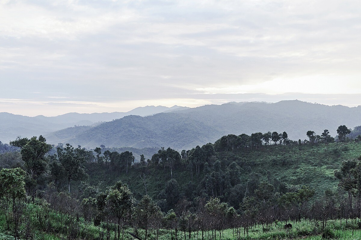 嬌蘭多年來為了復育珍稀蘭花，竟在雲南深耕多年，重建雨林生態系統並保護、復育瀕危植物