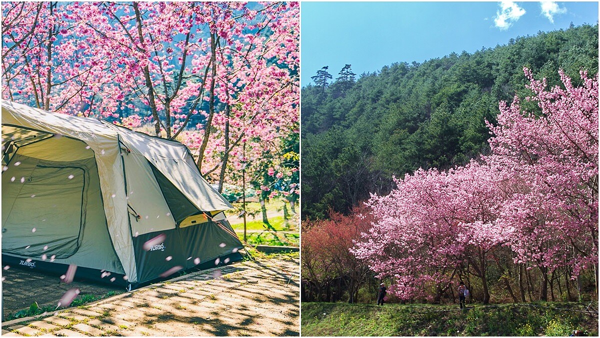 這處就連日本櫻花協會都認證！2019賞櫻不能錯過的4大景點