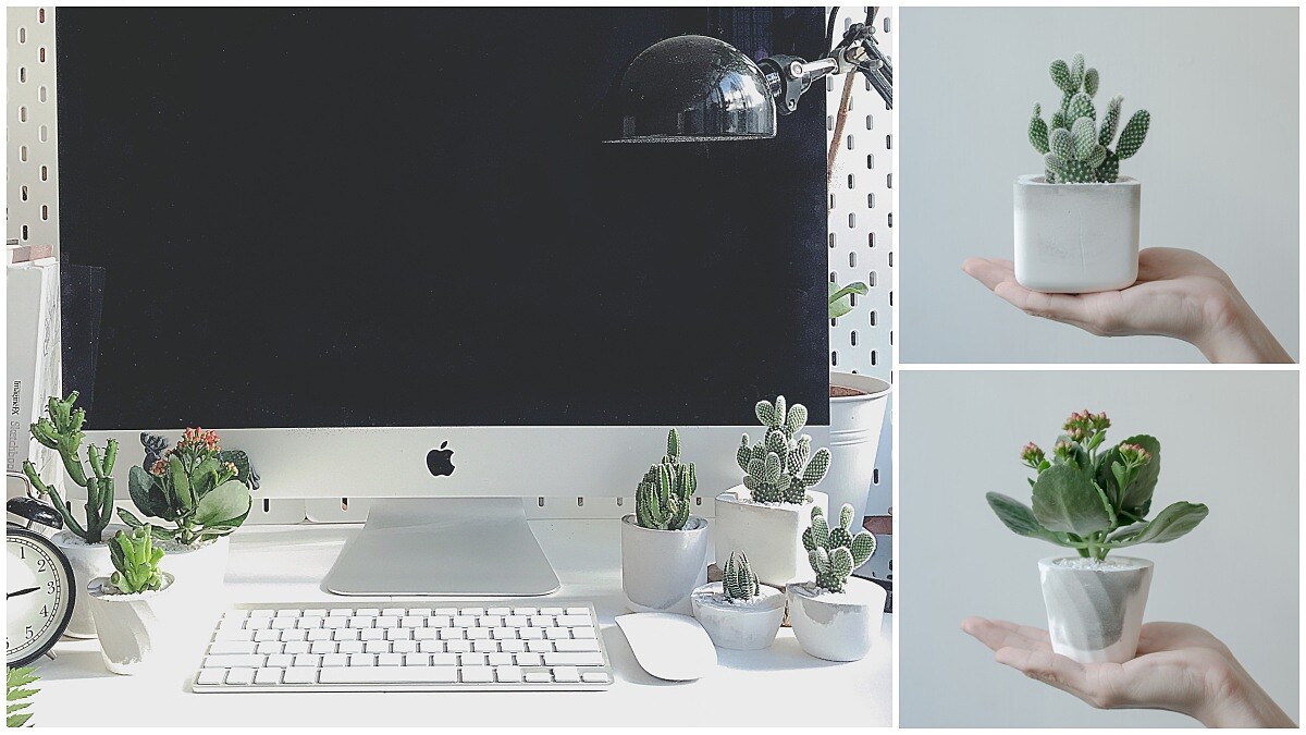 上班族辦公桌上必備！招桃花、防小人還能填滿財庫的小植栽TOP5