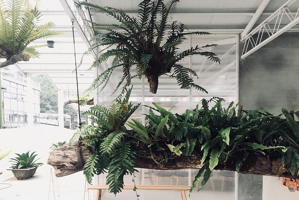 將梅山的生態重現於空氣圖書館的門口之中，讓蕨類自然的生長於樹幹之上