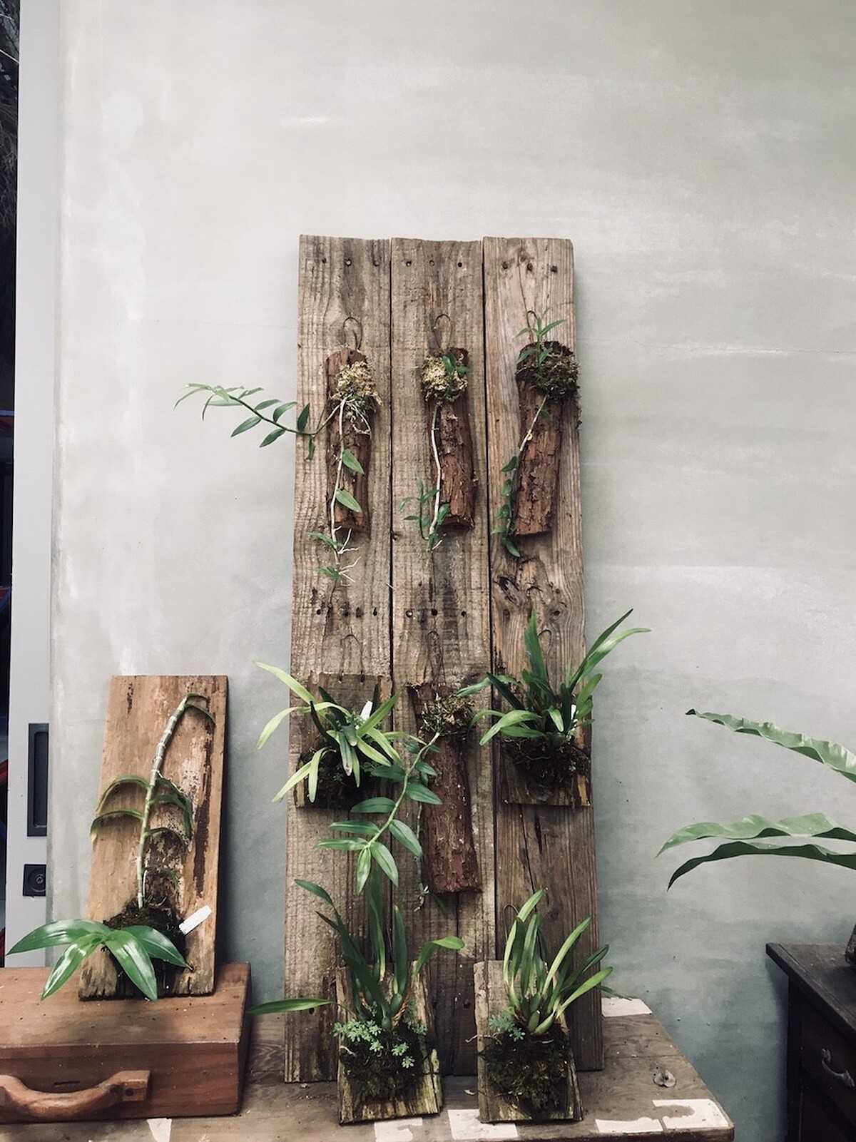 以老木塊種植蘭花，增添蘭花的樸質氣息