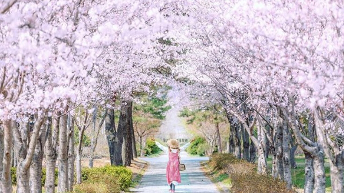 連假旅遊首選:IG八大賞櫻景點-東京、福岡、首爾、淡水,一生必去一次!