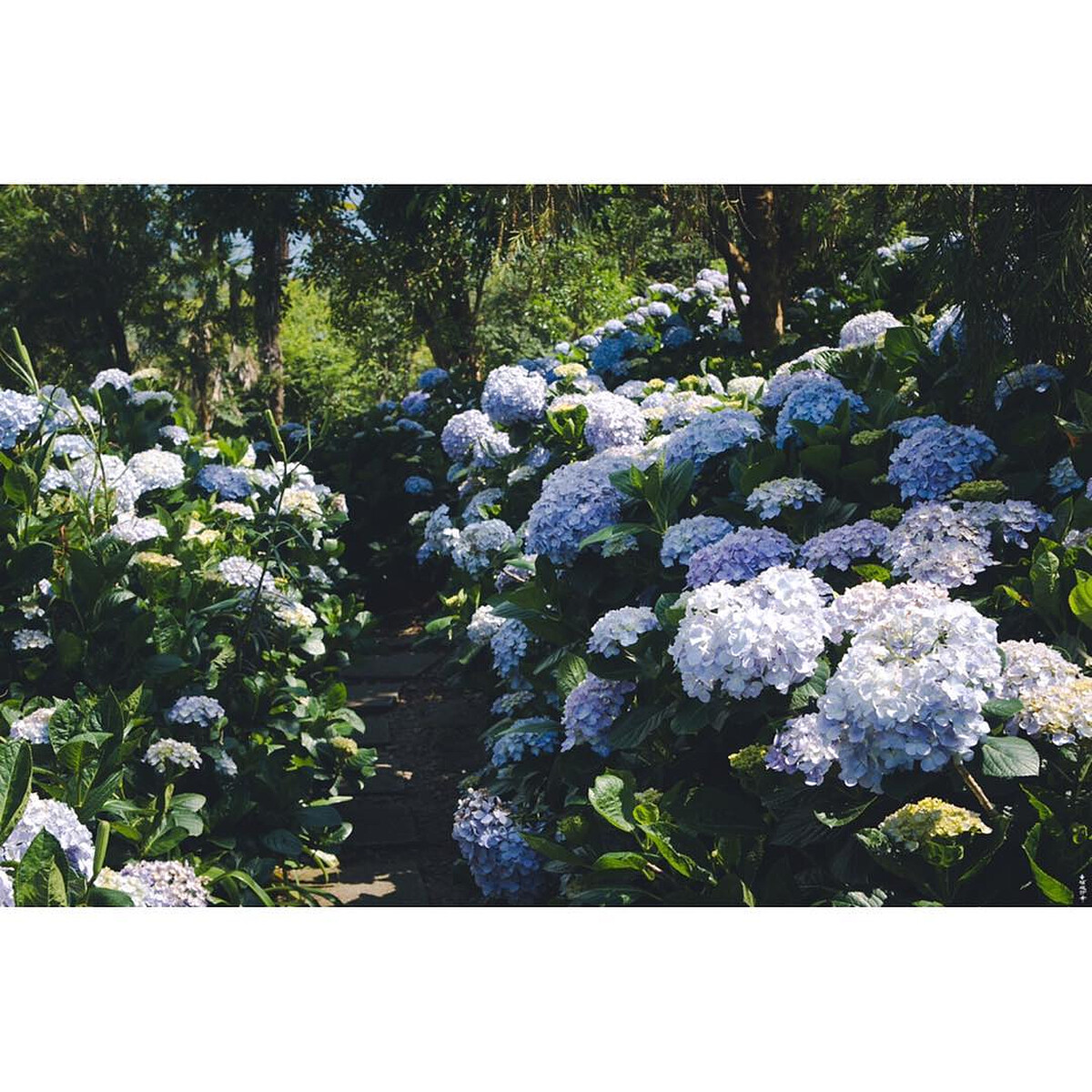 圖片來源@nttu994411