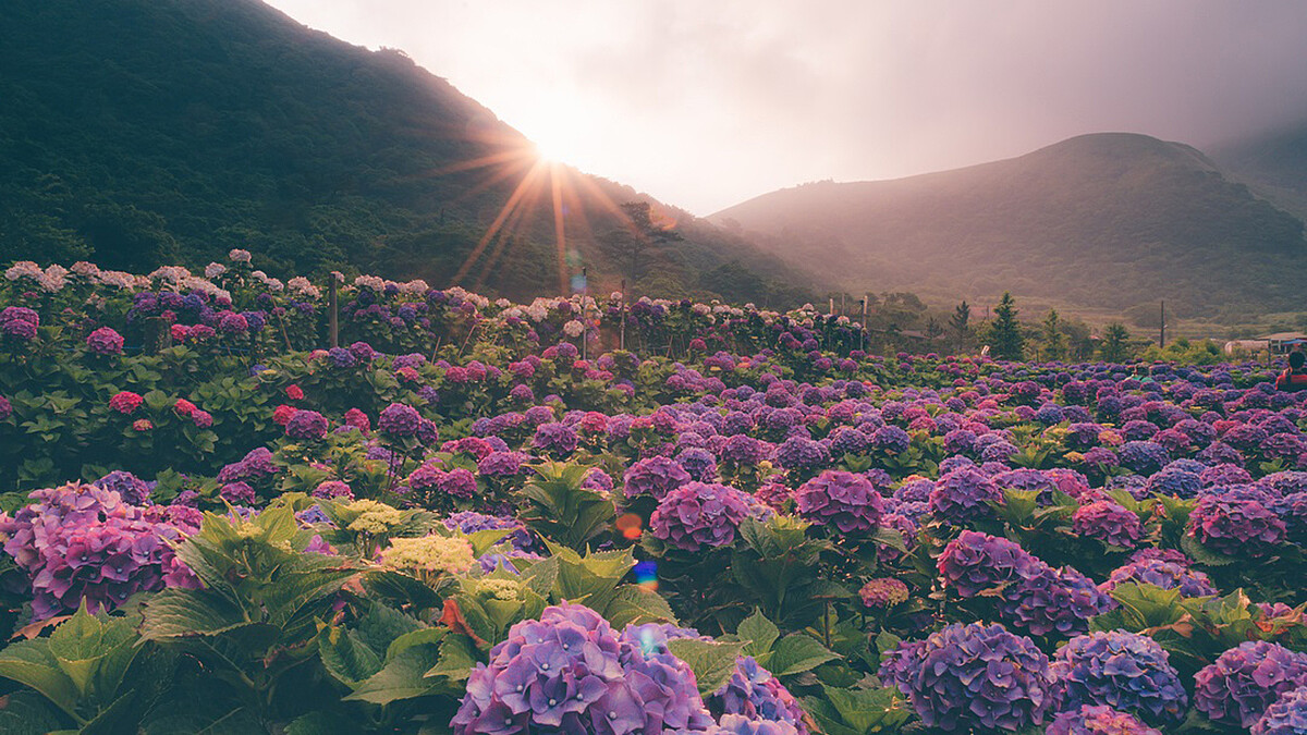 此生必去的夢幻仙境！2019全台繡球花景點大公開