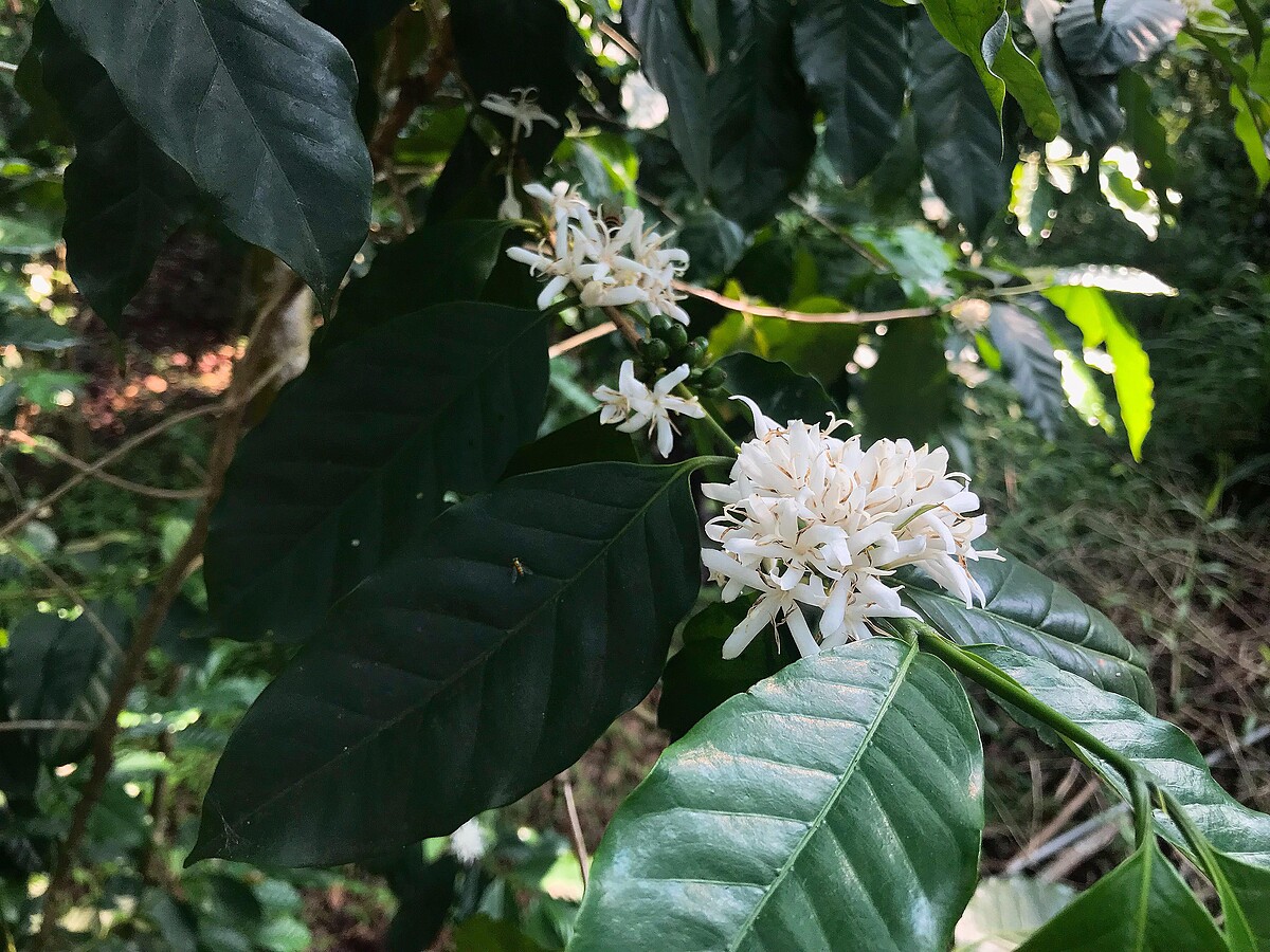 桐花公園-咖啡花