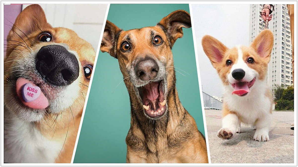 英國人把狗寵上天的5大瘋狂行徑!一年居然要花80萬、狗狗還有早午餐高峰會......