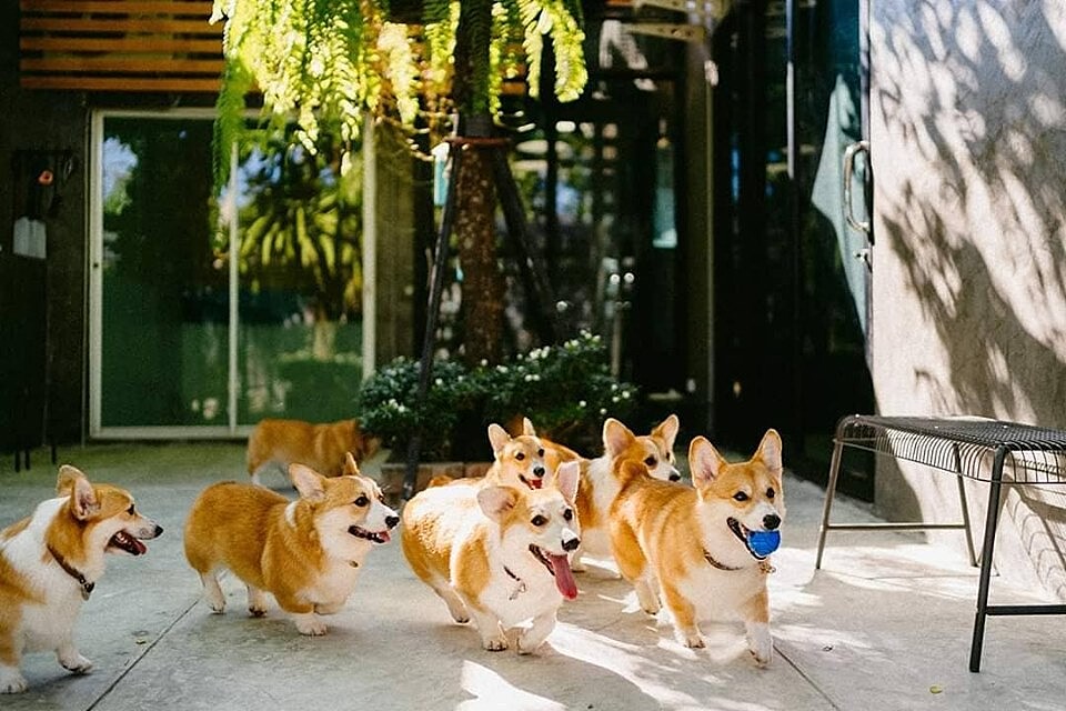 成群結隊奔跑超可愛～