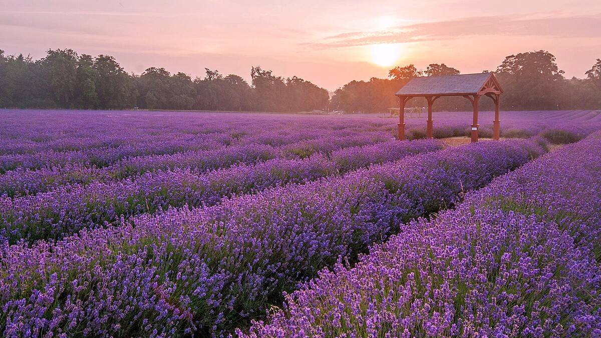 【玩咖懶人包】做一場紫色夏日美夢!特搜全球6大「夢幻薰衣草花海」,快衝一波當仙女小姐姐