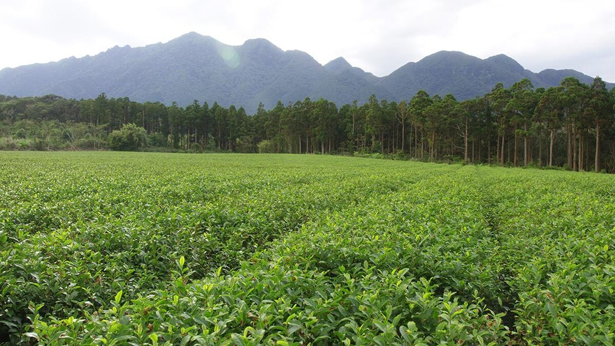 日本的自然世界遺產【屋久島】有生命的循環與再生之島的美譽。 黛珂採集在這樣環境下所栽培的【紅富貴】茶葉精華。
