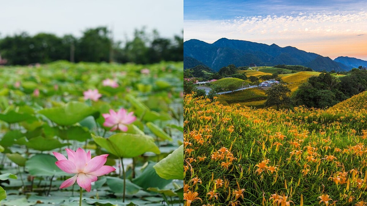 【玩咖懶人包】2019夏季賞花全攻略!蓮花、金針花季接力盛開,5大夢幻景點總整理